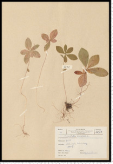 Trientalis europaea L.