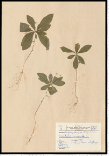 Trientalis europaea L.