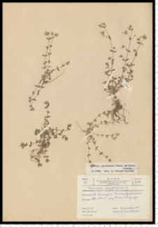 Arenaria serpyllifolia L.
