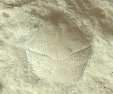 Goniodromites kubai