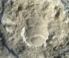 Tanidromites species