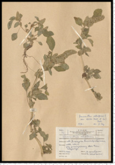 Amaranthus retroflexus L.
