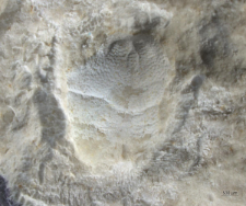 Goniodromites kubai
