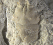 Planoprosopon thiedae
