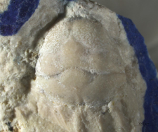Goniodromites species