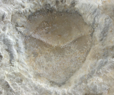Goniodromites species