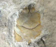 Tanidromites species