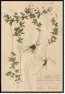Potentilla erecta (L.) Raeusch.