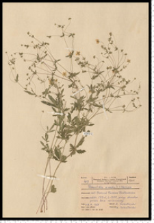 Potentilla erecta (L.) Raeusch.