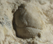 Goniodromites species