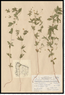 Potentilla erecta (L.) Raeusch.