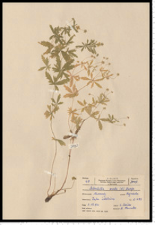 Potentilla erecta (L.) Raeusch.