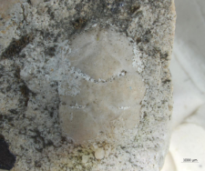 Tanidromites species