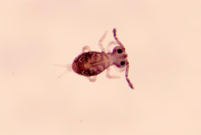 Dicyrtoma ornata