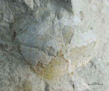 Goniodromites species