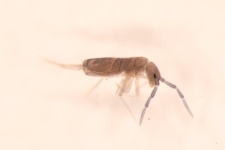 Entomobrya myrmecophila