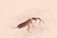 Entomobrya myrmecophila