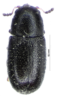 Sulcacis nitidus (Fabricius, 1792)