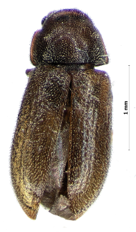 Cis villosulus (Marsham, 1802)
