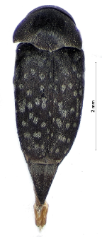 Curtimorda maculosa (Neazen, 1794)