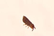 Schoettella ununguiculata