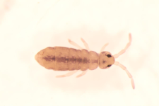 Isotomurus ciliatus