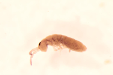 Isotomurus ciliatus