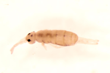 Isotomurus ciliatus