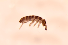 Pachyotoma crassicauda