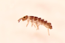 Pachyotoma crassicauda