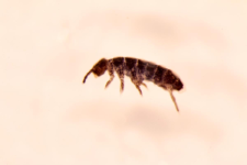 Pachyotoma crassicauda