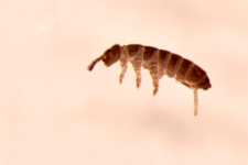 Pachyotoma crassicauda