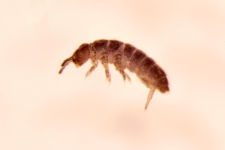 Pachyotoma crassicauda