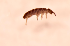 Pachyotoma crassicauda