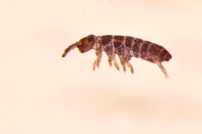 Pachyotoma crassicauda