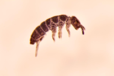 Pachyotoma crassicauda