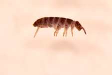 Pachyotoma crassicauda