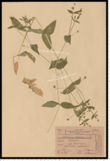 Myosoton aquaticum (L.) Moench