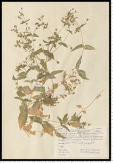 Myosoton aquaticum (L.) Moench