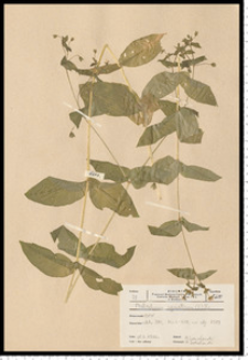 Myosoton aquaticum (L.) Moench