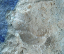 Tanidromites species