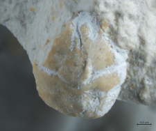 Goniodromites kubai