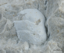 Goniodromites species