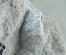 Goniodromites species