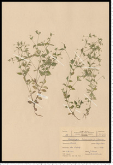 Moehringia trinervia (L.) Clairv.