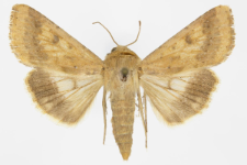 Helicoverpa armigera