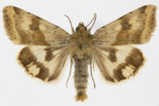 Heliothis adaucta