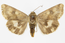 Heliothis adaucta