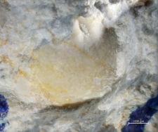 Tanidromites scheffnerae