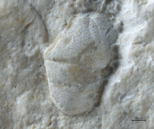 Goniodromites serratus